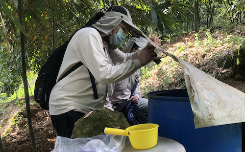 快訊》本土登革熱新北再增2例  疾管署證實：群聚事件！