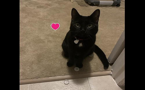 奴才躲廁所哭泣　黑貓叼「珍藏品」給她安慰：別哭啦！