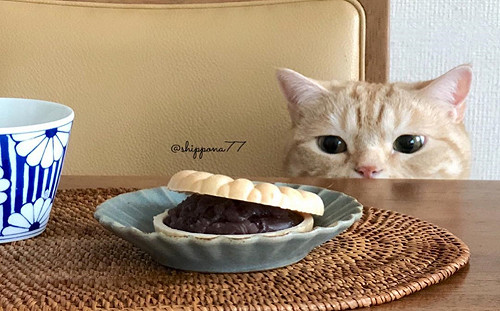 日本橘貓太貪吃　奴才為牠拍「吃貨趴桌照」竟意外爆紅！