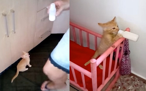 (影)小橘貓肚子餓躺搖床喝奶奶　網笑：進化成嬰兒了！