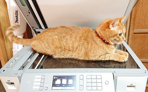 影印到一半遭攻佔！奴才按下按鍵成功獲得「害羞無碼照」