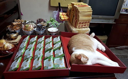 媽在家拜拜供桌出現「大禮貓」　網笑：神明也要吸貓！
