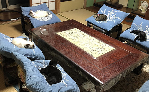 5貓皇各占1椅主席卻帶頭狂睡　奴笑：舉辦幹部會議！