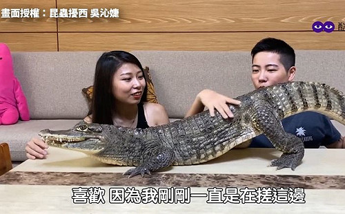 (影)正妹馴鱷師的小寶貝！2米長凱門鱷耍萌討摸超可愛