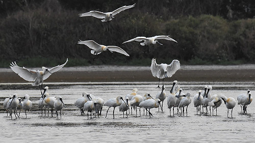中華鳥會遭鳥盟除名  索性掛上Taiwan加強國際識別