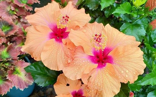 只有一天！漸層夢幻朱槿花豔麗綻放 台北植物園首次開展