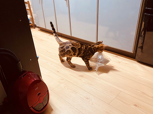 主人採買食物回家　轉眼驚見「喵皇」大搖大擺劫走熟食