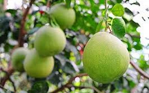 分開吃就沒事？專家提醒：血壓藥跟柚子隔餐吃仍有風險！應避免