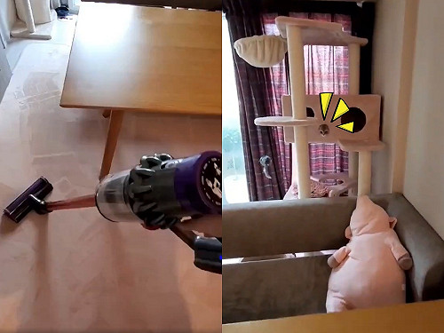 (影)喵生首次見吸塵器！小貓下秒反應網笑翻：是在驚嚇還是賣萌？