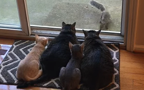 (影)松鼠出現在庭院討食　貓咪們見狀搶占窗前猛盯「狂搖屁屁」