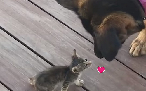 (影)小浪貓「半路認狗」當作媽　大汪直接收編：我照顧你！