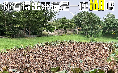 荷花枯萎抨擊市府維護不力被狂酸  嘉義基進道歉