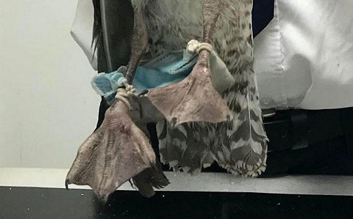 (影)防疫口罩竟成動物殺手！動保團體：丟棄前先剪掉束帶