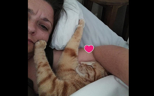 鄰家橘貓每天混入女子家　大方睡床：都是一家人嘛！