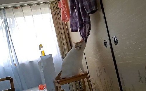 (影)貓咪趁人不注意偷偷磨蹭心愛奶奶的衣服：我好想你快回家！