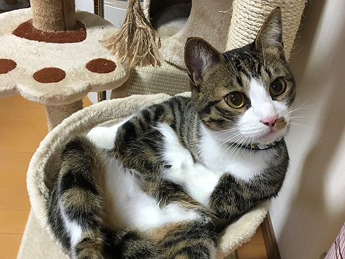 貓咪雙手抱胸大眼直盯奴才　喵：「不用懷疑你的眼睛！」