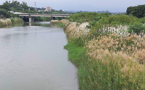 荷花枯萎網路吵翻天  嘉市府定調：生命教育的好題材