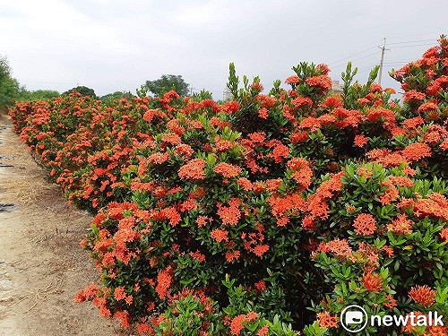 嘉市八掌溪畔矮仙丹花田盛開  人跡罕至成祕境