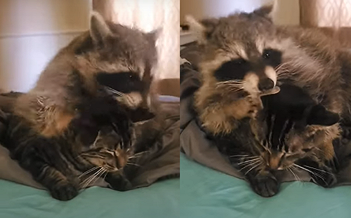 (影)浣熊從後方摟抱虎斑貓曬恩愛　貓咪一臉厭世：「誰來救我」