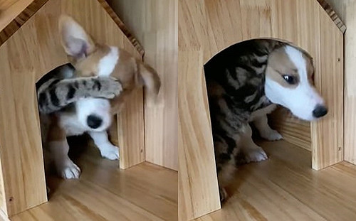 貓咪手腳並用頻阻撓心愛柯基走出小木屋　柔聲嬌喊：不許走！