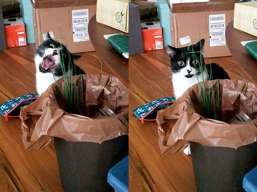 (影)賓士貓啃到假貓草秒變臉　懷疑喵生：「本喵嚐了什麼？」