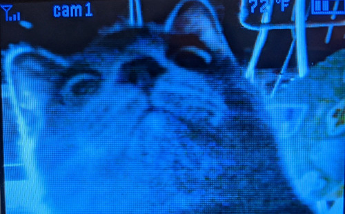 灰貓做壞事被抓包  奴才大喊牠不爽逼視鏡頭：朕你敢嘴？