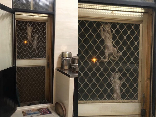 (影)隨手餵了小浪浪　夜晚來臨「新品種壁虎喵」誕生：讓我進去！