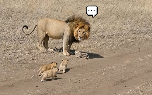 (影)趁孩不注意爸倉皇偷溜　下秒見小獅全屁顛跟上：讓偶靜靜啊～