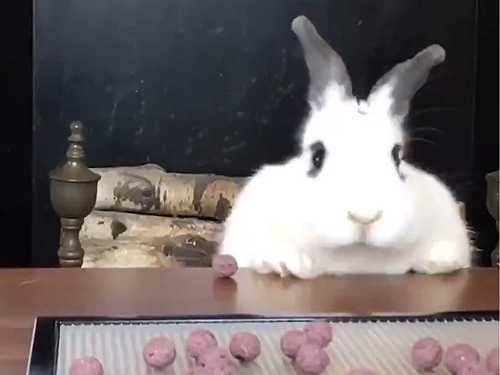 (影)猴急「肥兔」用餐打滑弄翻飼料　網友笑噴：「呷緊弄破碗！」