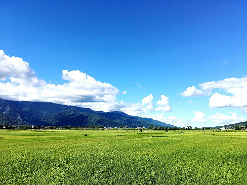 池上秋收藝術節10/24登場！會場接駁專車交管資訊看這裡