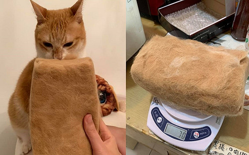 貓奴收藏主子毛多年 「集毛成磚」網驚：可以當枕頭了！