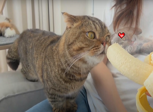 (影)「怪癖貓」見香蕉秒變吃貨　張嘴狂咬：香蕉在哪偶在哪