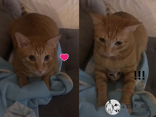 (影)胖橘愛的抱抱媽卻怒喊「孵你妹」　網笑噴：以為在罵人