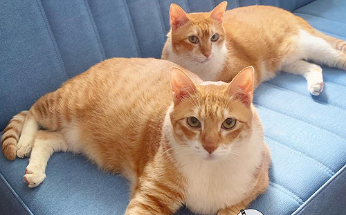 (影)茶餐廳橘貓兄弟「貓店長」退休　身材走鐘成「兩條吐司」