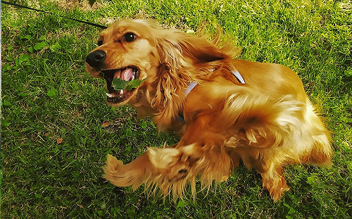 興奮臘腸使勁跳!長毛隨風飄飄飄 網笑:雲門舞集宣傳照?