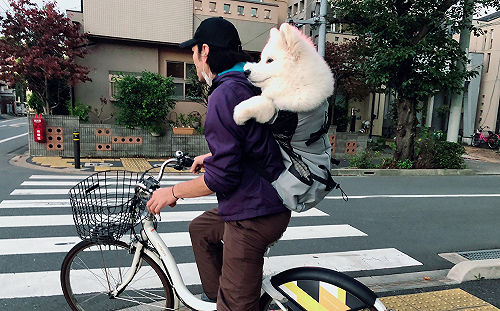 主人揹「薩摩耶」外出兜風 萌汪回眸瞬間融化網友