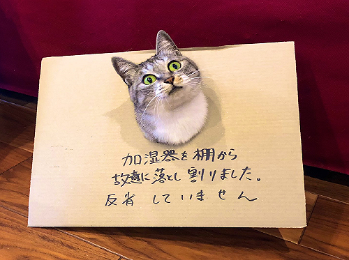 (影)對不起啦!貓貓頑皮破壞加濕器 主人自製認罪牌頭套:請反省