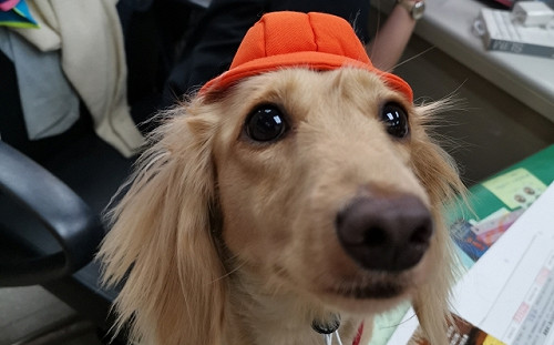 新北市109年校園犬影片網路人氣票選活動今起開跑