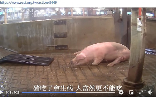 美動保團體:曾告知國民黨 抽搐豬隻影片與瘦肉精無關