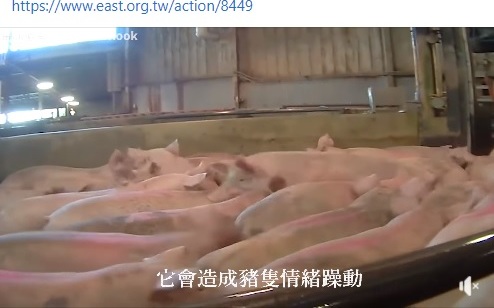 豬吃瘦肉精抽搐？美動保團體打臉國民黨 綠委：被捉包造假還硬拗