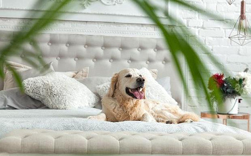 帶毛小孩出遊！5家寵物友善飯店讓你和萌寵一起滾床