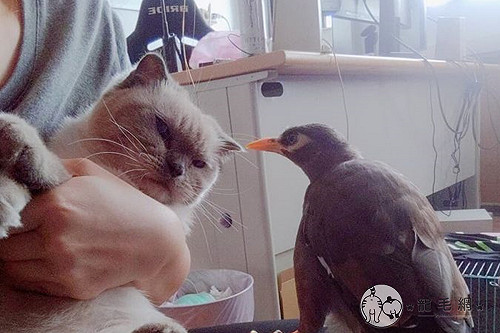 (影)主人抱貓「八哥」竟吃醋狂啄　她嘆：我家八哥怎麼那麼凶