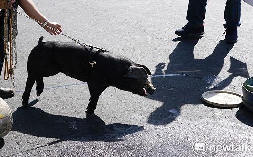 現場直擊》秋鬥反美豬 台灣黑豬記者會淒厲哀嚎