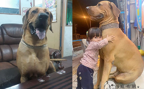 (影)萌妹摟抱巨大高山犬　「汪汪歐爸」帥氣挺直：我罩的！