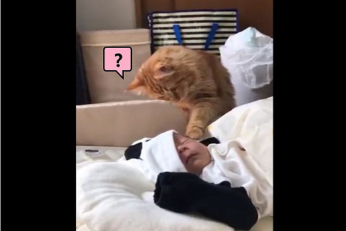 (影)橘貓第一次接觸小北鼻　伸毛毛手好奇偷摸：這是什麼東東？