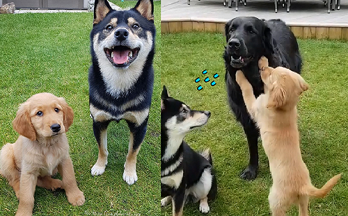 (影)三汪坐下領零食　頑皮小奶汪「按捺不住」破壞隊形：起來嗨！