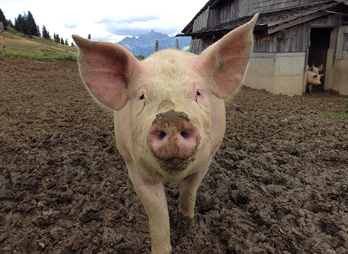 男人吃萊豬蛋蛋會變小？史書華反問馬英九：美國留學時不是最愛吃豬腳？