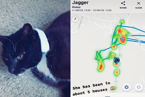 主人放「追蹤器」　貓貓一日行蹤全暴露：原來牠還有五個窩！