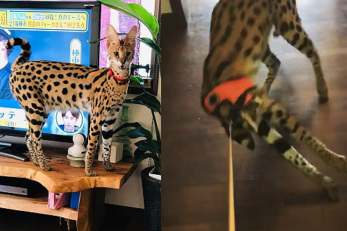 (影)藪貓長腳一伸「溜出牽繩」 優雅離開：這東西是困不住我的！