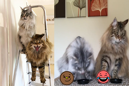 (影)兩隻貓貓「狂按服務鈴」左右輪流無空閒：服務生！快點～